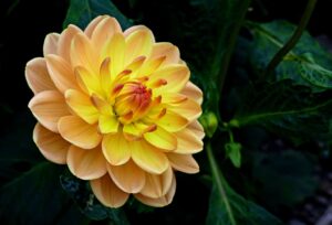 pattern-flower