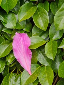 stock-flower2