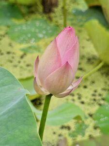 stock-flower3